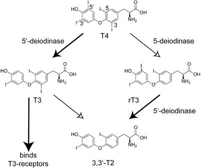 The Neurobiology of Selenium: Looking Back and to the Future